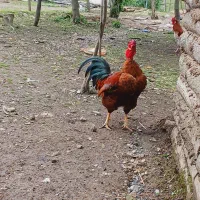 خروس نژاد دار