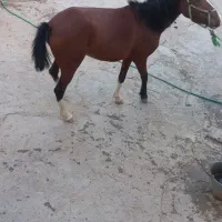 مادیان اسب|اسب و تجهیزات اسب‌سواری|بروجرد, |دیوار