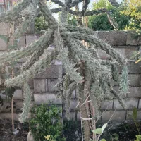 گل و گیاه|گل و گیاه طبیعی|رامسر, |دیوار