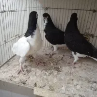 دوجفت سیاه پوش|پرنده|قزوین, |دیوار