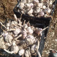 سیر قرمز مغان
