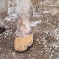 نعلبندی و قیار|اسب و تجهیزات اسب‌سواری|سلماس, |دیوار