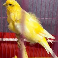 قناری ماده چهار تخمه
