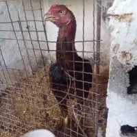 مرغ و خروس لاری