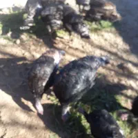 فروش بوقلمون ۱۲ عدد|حیوانات مزرعه|یاسوج, |دیوار