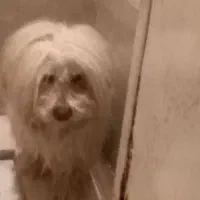 فروش سگ نرعروس