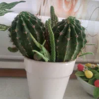 گل شاداب|گل و گیاه طبیعی|کرمانشاه, |دیوار