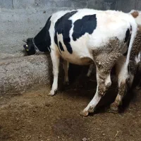 گوساله هلشتاین