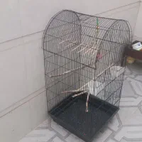 قفس بزرگ