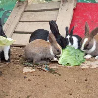 ۲ عدد خرگوش۳۵۰