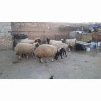 گوسفندوبره|حیوانات مزرعه|کرمانشاه, |دیوار