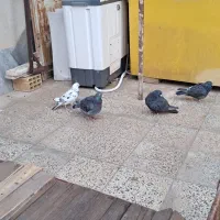 ۴ عدد کفتر فروشی