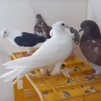 کبوتر پرشی|پرنده|خرمدره, |دیوار