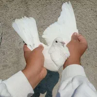 کفتر گرفتنی