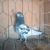 نر پشدار دوکت