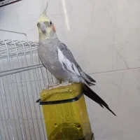 عروس هلندی
