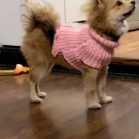 پامرکراس ۶ماهه