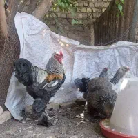 فروش انواع تخم مرغ برهما و ویاندوت (سیلور)|حیوانات مزرعه|قنوات, |دیوار