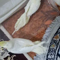 عروس هلندی نروماده دستی