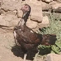 مرغ خروس لاری  ومحلی و بقلمون ومعاوضه باکفتر رنگه|حیوانات مزرعه|قاسم‌آباد (خواف), |دیوار