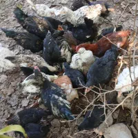 تعدادی جوجه ی۴ ماهه ،۳ماهه و ۲ ماهه