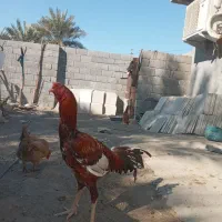 سلام یک عدد خروس درجه یک برای فروش|حیوانات مزرعه|میناب, |دیوار