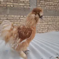 مرغ و خروس ابریشمی