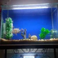 اکواریوم خوش ابعاد