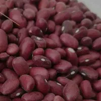 فروش لوبیا سفید و قرمز  دست چین و بوجارشده