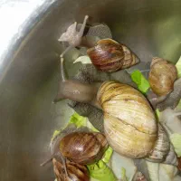 حلزون البینو