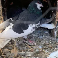 کبوتر شهری گلدار|پرنده|شیراز, کاراندیش|دیوار