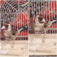 سهره سرسیاه