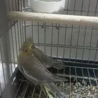 عروس هلندی جفت خورده|پرنده|کرج, آق تپه|دیوار