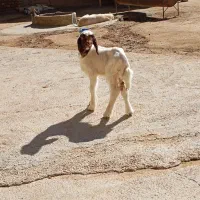 کاور نر سنجابی|حیوانات مزرعه|ماهیدشت, |دیوار