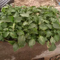 نهال فلفل دلمه|خدمات باغبانی و درختکاری|نیمروز, |دیوار