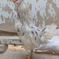 خروس گلین|حیوانات مزرعه|یزد, |دیوار