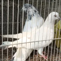 چند عدد کبوتر .سرخ‌.کله دم سبز .سرور