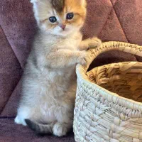 مجموعه گربه های اهواز ایران کتز|گربه|اهواز, زیتون کارمندی|دیوار