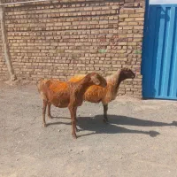 دوراس میش چاق فروشی