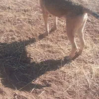 سلام ی قلاده توله سگ سرابی مخصوص مخصوص نگهبانی|سگ|قیدار, |دیوار