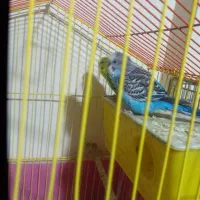 ی جفت مرغ عشق مولد