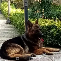 سگ ژرمن شپرد