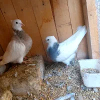 طوقی بدون غلط