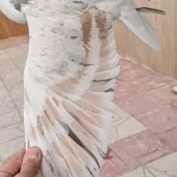 کبوتر ساده ، هفترنگ تاج دار عتیقه و خوش نسل