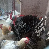 خروس و بوقلمون|حیوانات مزرعه|راین, |دیوار