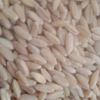 گندم دیم پاک عمده