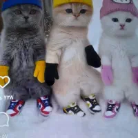 عروس هلندی باقفس