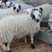 تعدادی بره نرفروشی