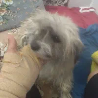 سگ پاکوتا شید زو