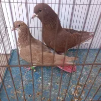 جفت شهری سرخ و زرد